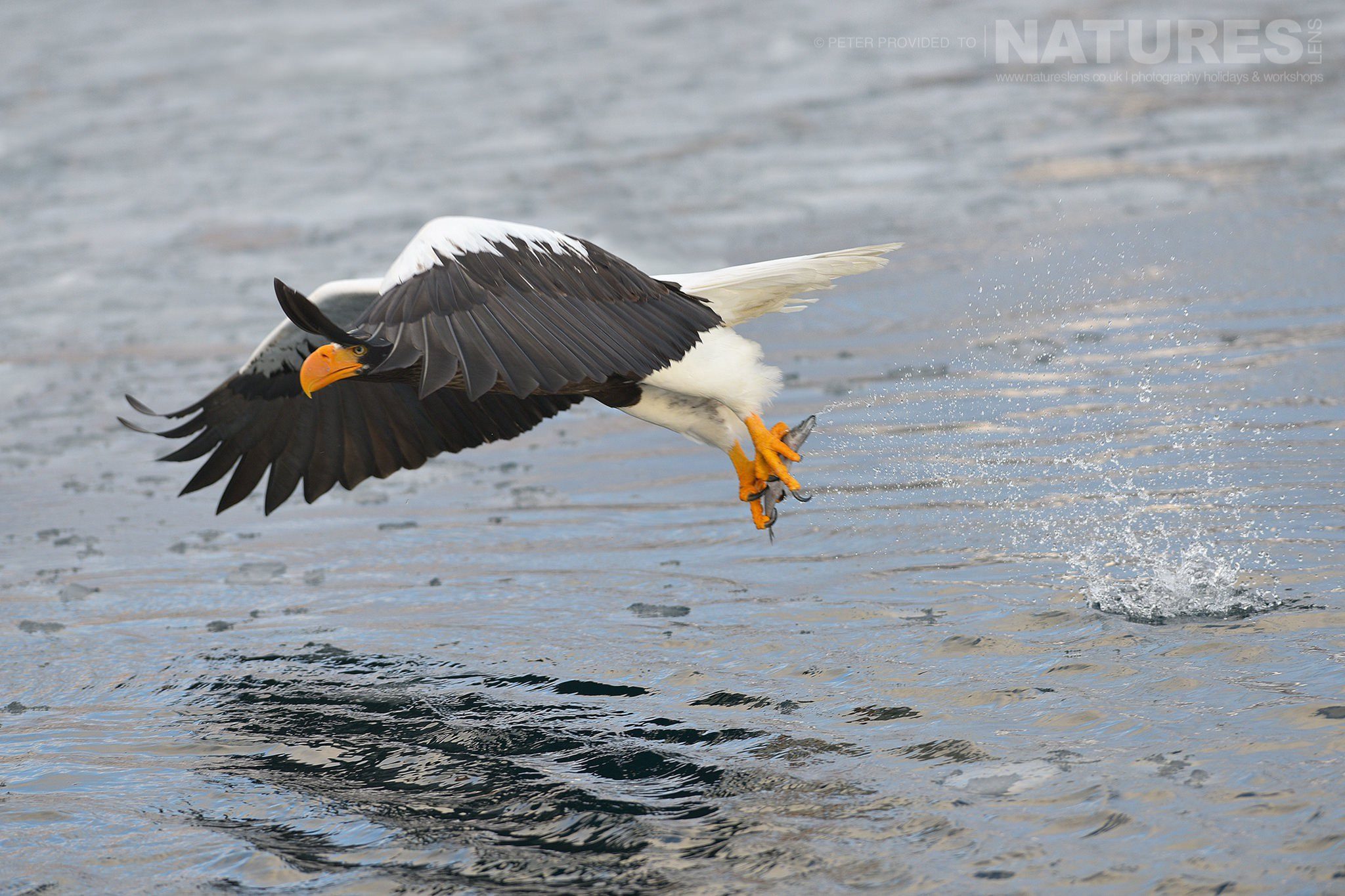 A Steller'S Sea Eagle Flies Away Having Successfully Grabbed A Fish From The Rausu Seas - This Image Was Captured On The Island Of Hokkaido During The Natureslens Winter Wildlife Of Japan Photography Holiday