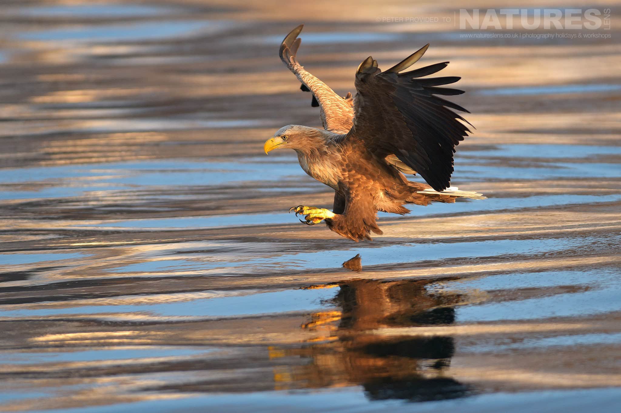 A White Tailed Sea Eagle Attempts To Grab A Fish From The Rausu Seas This Image Was Captured On The Island Of Hokkaido During The Natureslens Winter Wildlife Of Japan Photography Holiday
