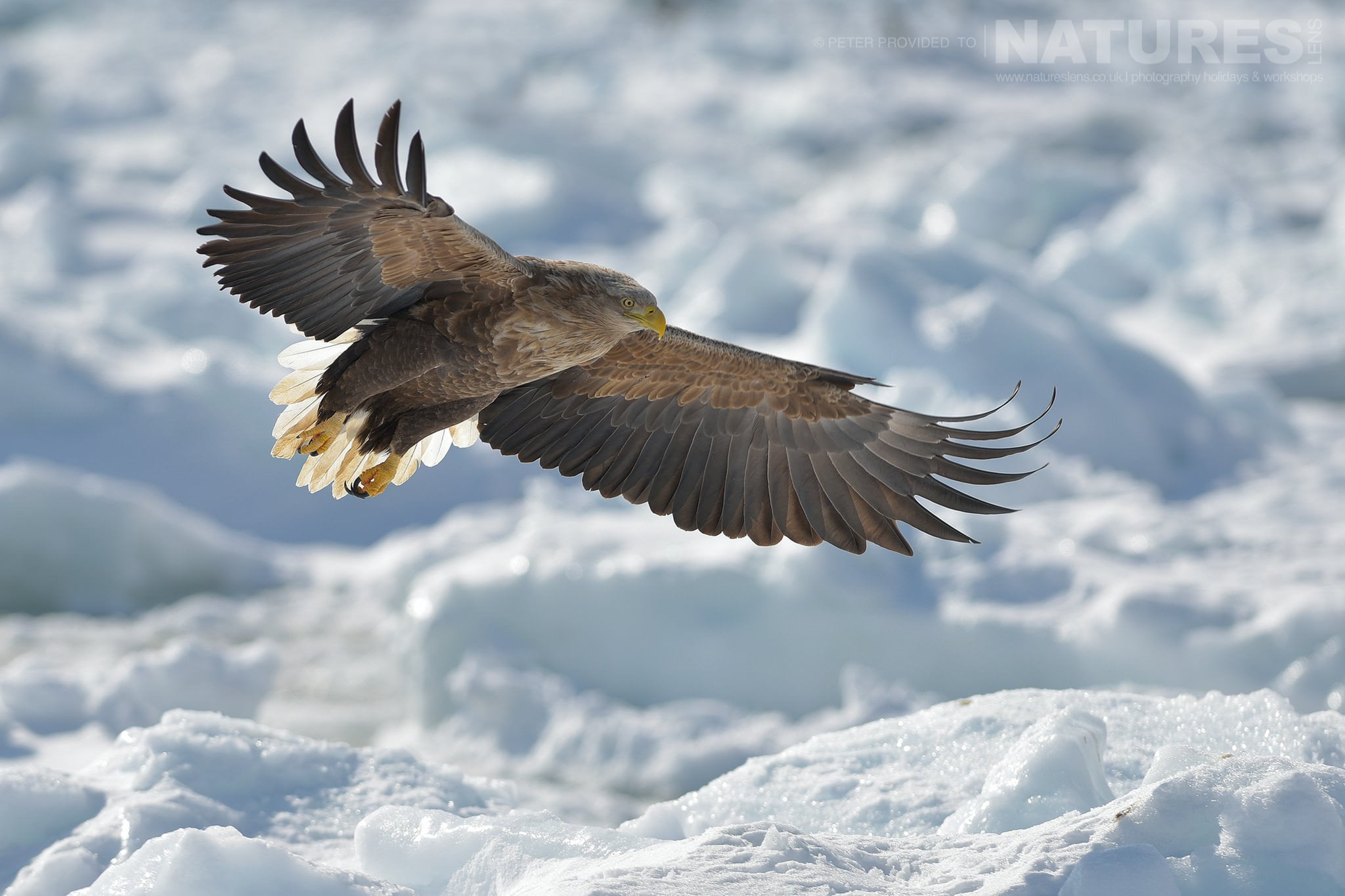 A White Tailed Sea Eagle Flies Over The Frozen Pack Ice This Image Was Captured On The Island Of Hokkaido During The Natureslens Winter Wildlife Of Japan Photography Holiday