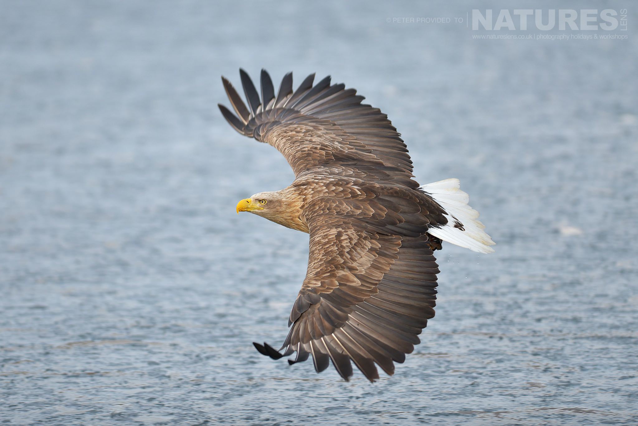 A White Tailed Sea Eagle flies over the frozen seas outside Rausu this image was captured on the Island of Hokkaido during the NaturesLens Winter Wildlife of Japan Photography Holiday