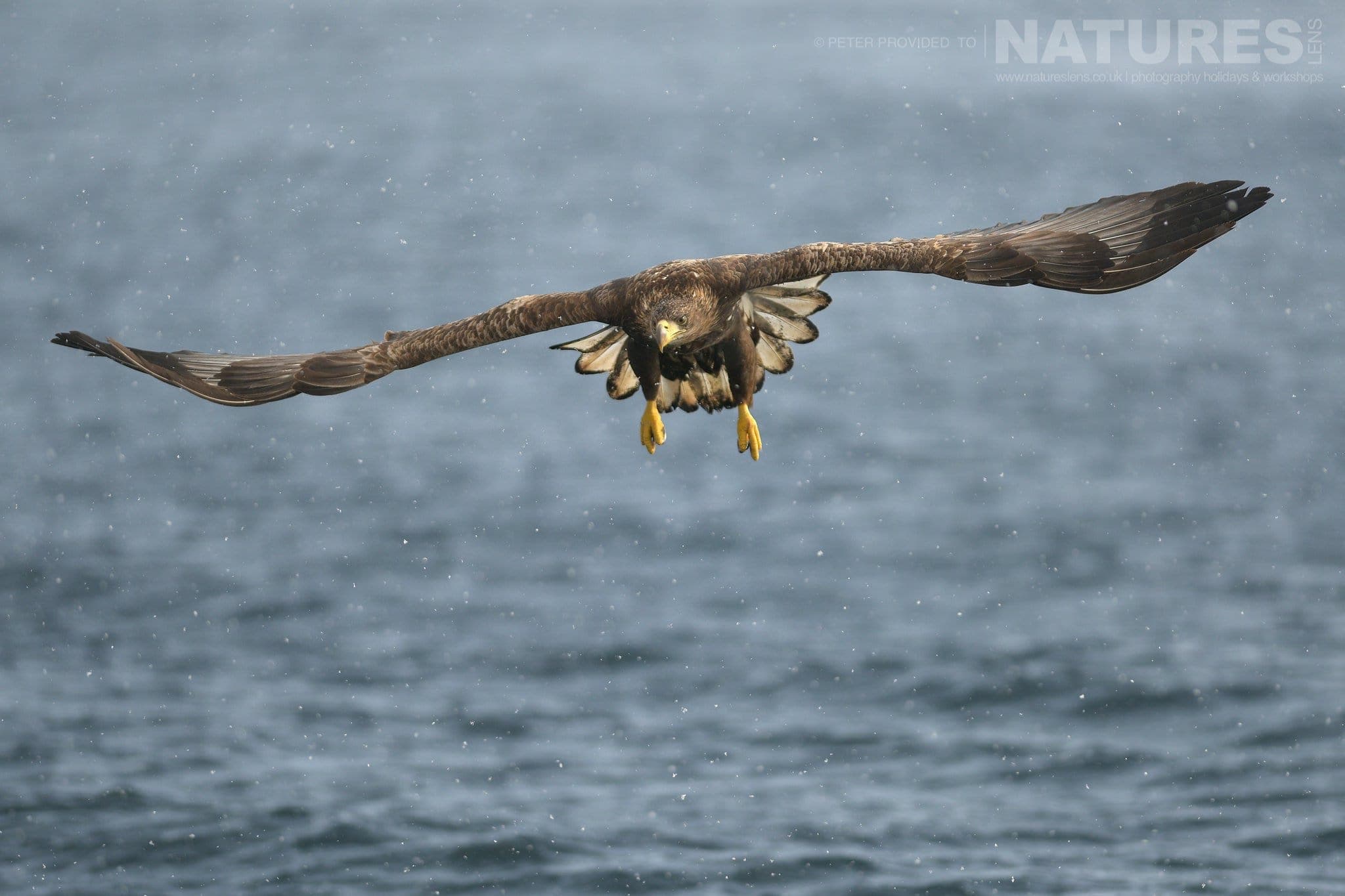 A White Tailed Sea Eagle Flies Over The Pack Ice Laden Seas Outside Rausu This Image Was Captured On The Island Of Hokkaido During The Natureslens Winter Wildlife Of Japan Photography Holiday