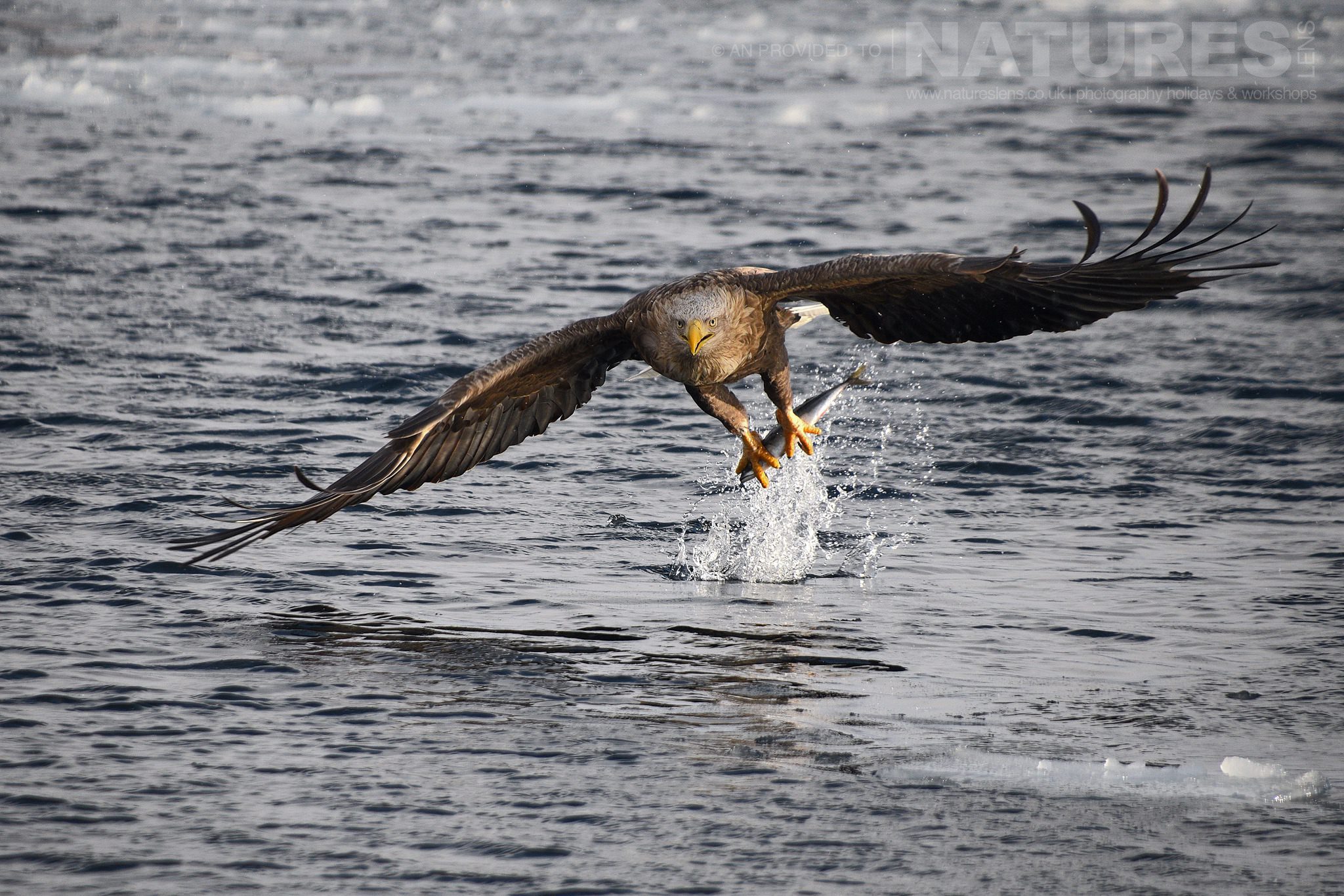 A White Tailed Sea Eagles Snatches A Fish From The Frozen Seas On The Coast Of Rausu Captured Natureslens During The Winter Wildlife Of Japan Photography Holiday