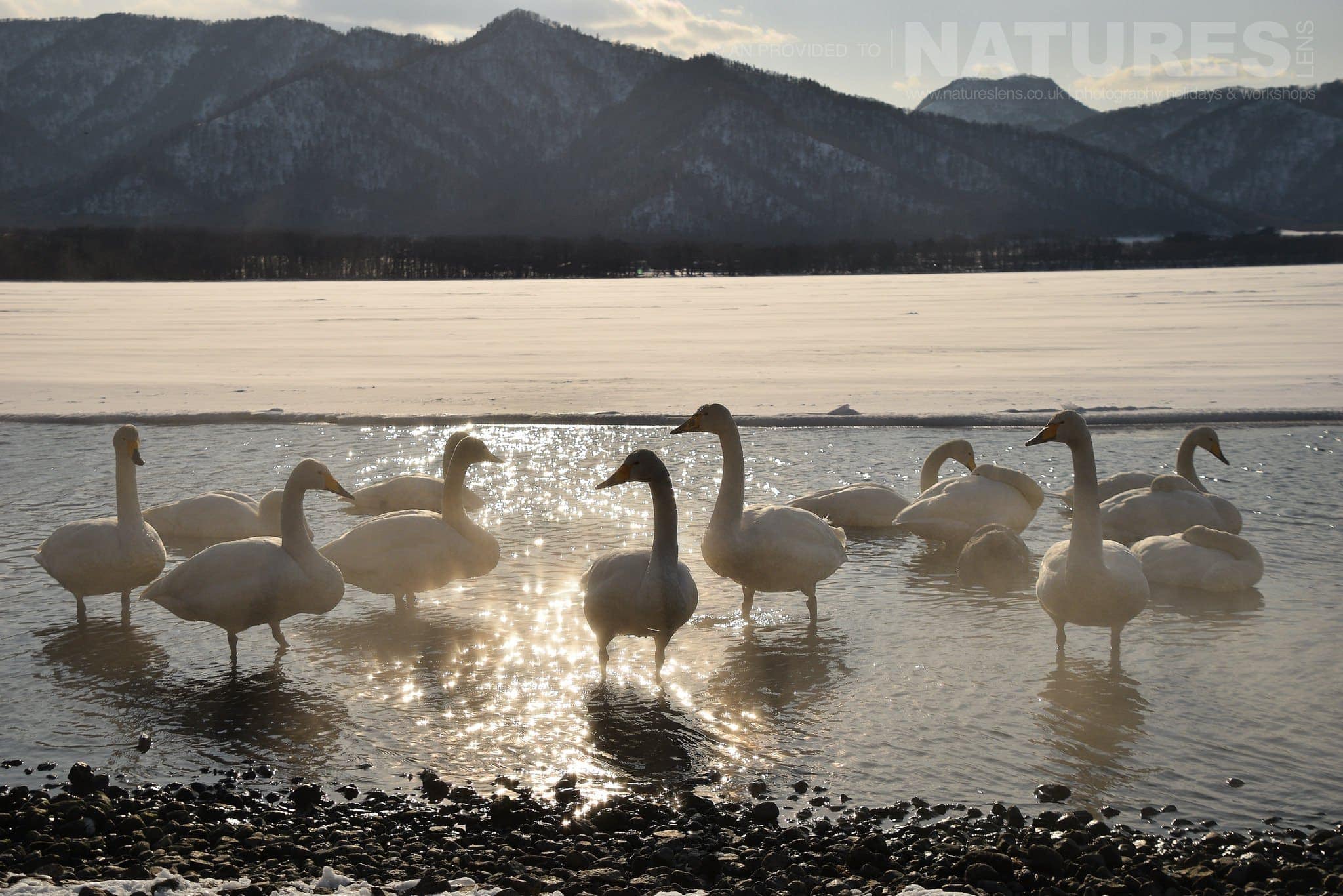 A Wide Angle Image That Captures One Of The Groups Of Whooper Swans That Call Lake Kussharo Home Captured Natureslens During The Winter Wildlife Of Japan Photography Holiday