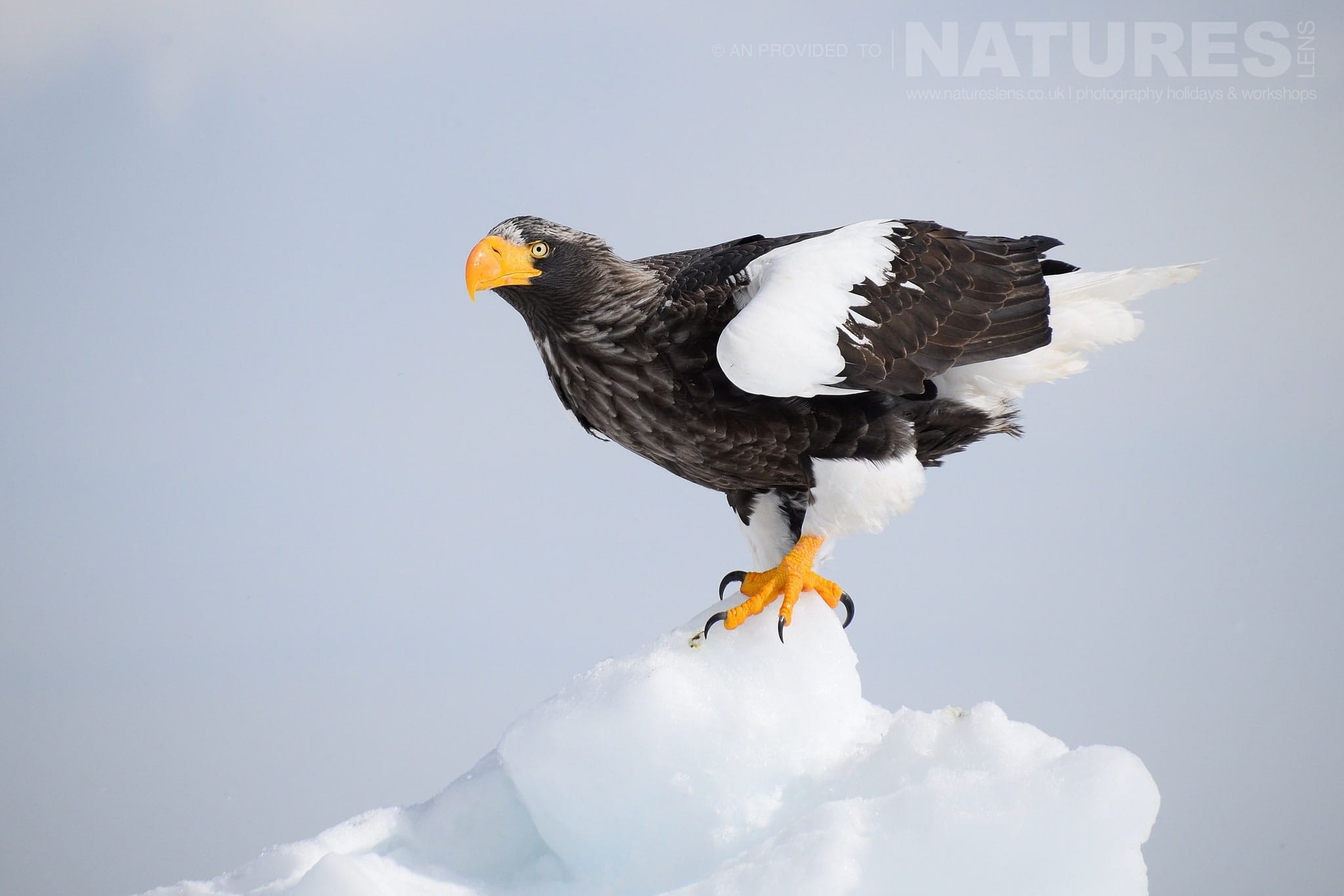 An exceptionally beautiful Stellers sea eagle poses on a outcrop of frozen pack ice located on the coast of Rausu captured NaturesLens during the Winter Wildlife of Japan Photography Holiday