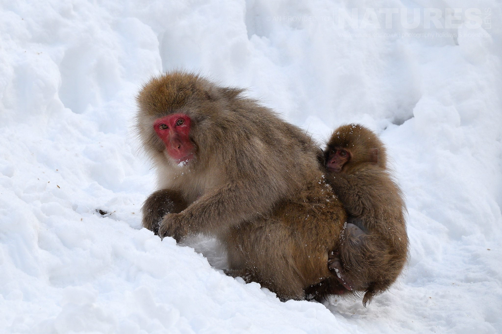 Mother And Baby Snow Monkey Of Hell'S Valley Foraging For Food In The Snow Captured Natureslens During The Winter Wildlife Of Japan Photography Holiday