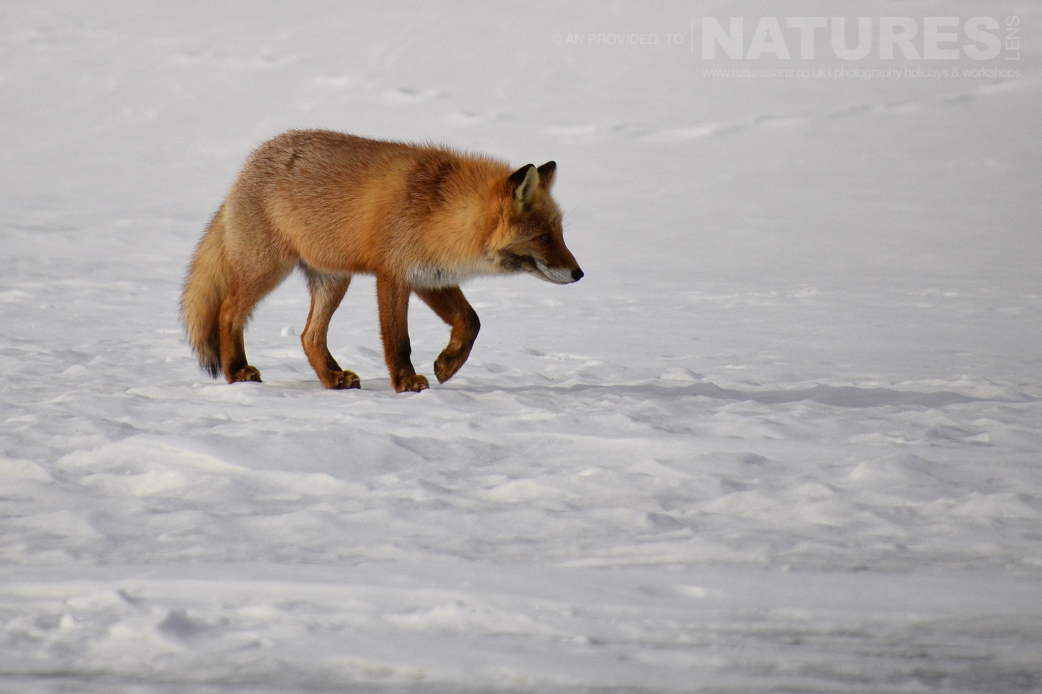 One Of The Red Foxes Of Hokkaido Traverses The Ice Of A Frozen Harbour Captured Natureslens During The Winter Wildlife Of Japan Photography Holiday