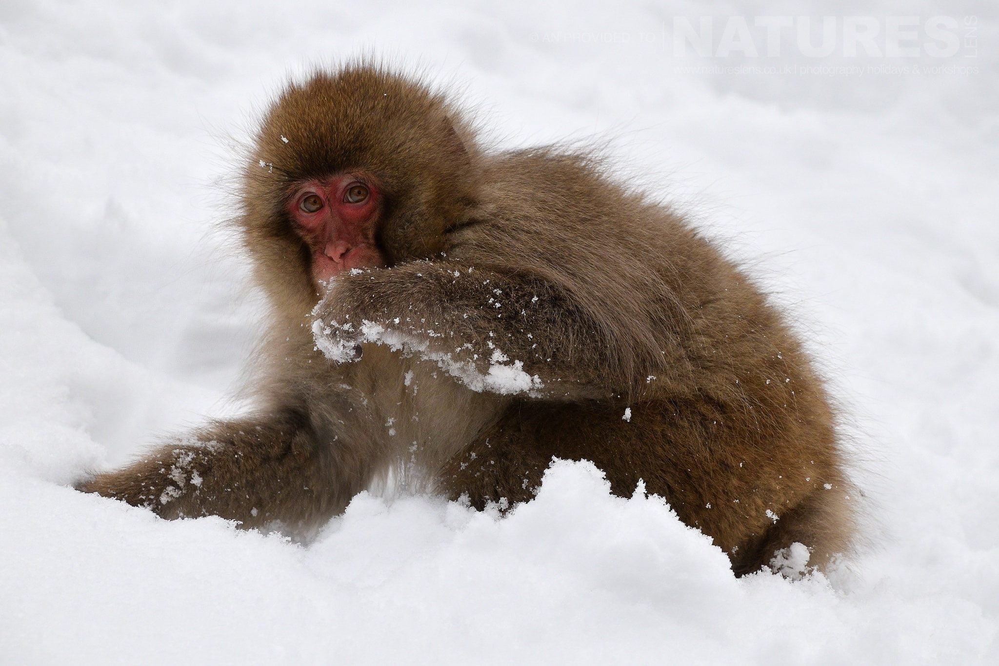 One Of The Snow Monkeys Of Hell'S Valley Foraging For Food In The Snow Captured Natureslens During The Winter Wildlife Of Japan Photography Holiday