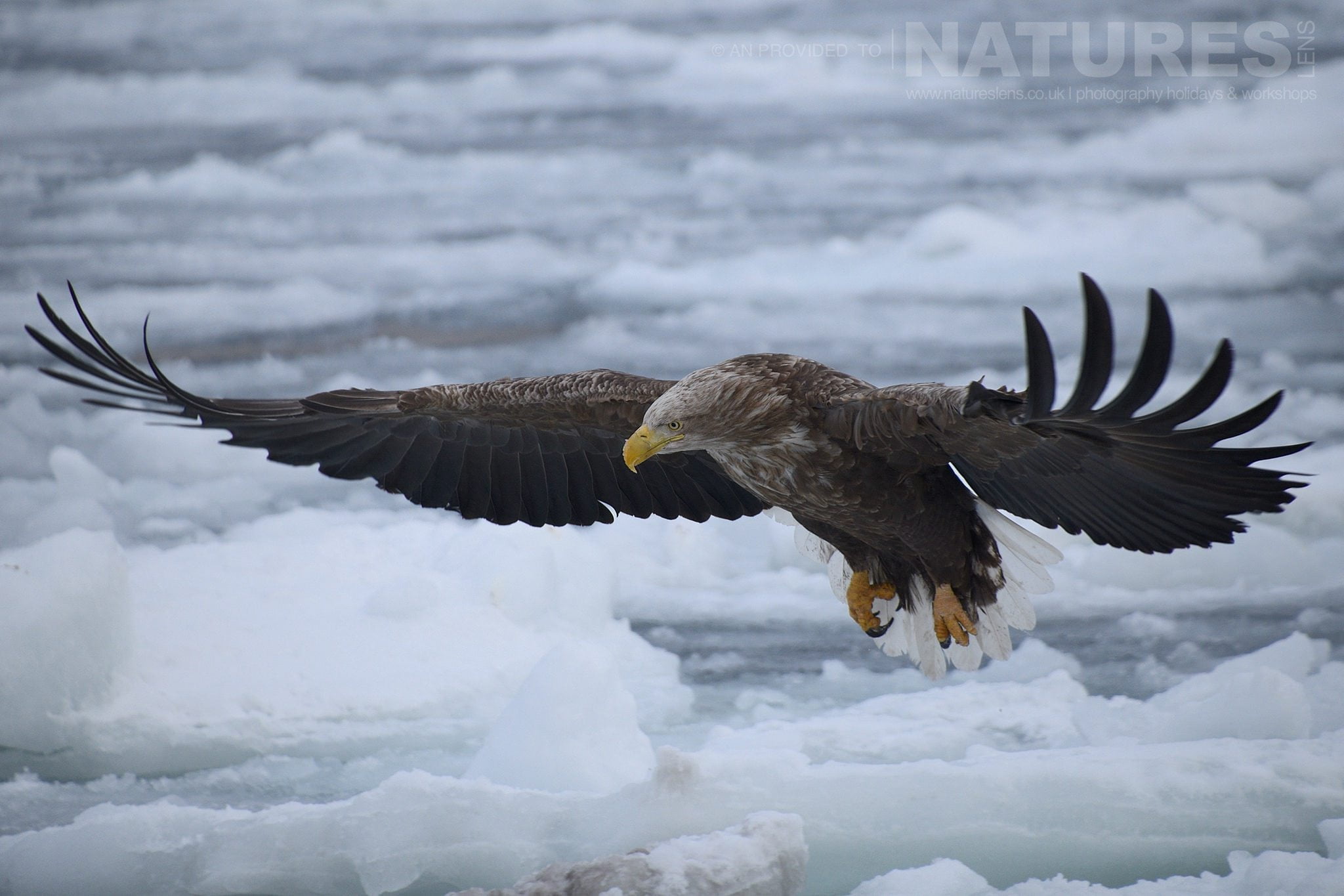 One Of The White Tailed Sea Eagles Flies Over The Frozen Pack Ice Located On The Coast Of Rausu Captured Natureslens During The Winter Wildlife Of Japan Photography Holiday