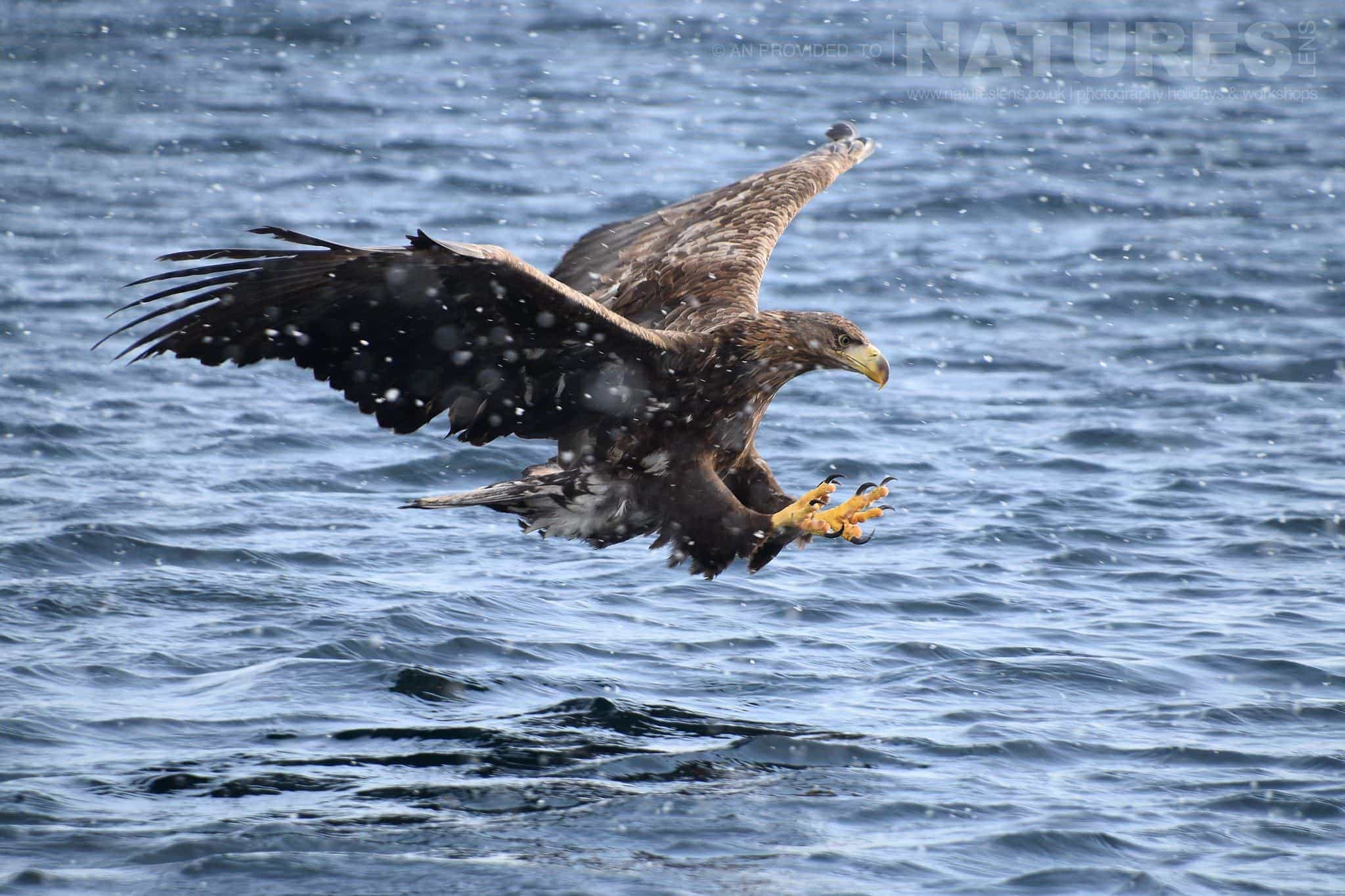 One Of The White Tailed Sea Eagles Prepares To Snatch A Fish From The Frozen Seas On The Coast Of Rausu Captured Natureslens During The Winter Wildlife Of Japan Photography Holiday
