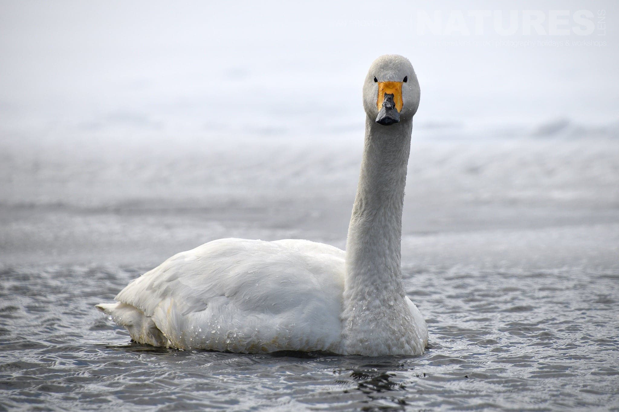 One Of The Whooper Swans Of Lake Kussharo Swims In The Thermally Heated Waters Of The Lake Captured Natureslens During The Winter Wildlife Of Japan Photography Holiday