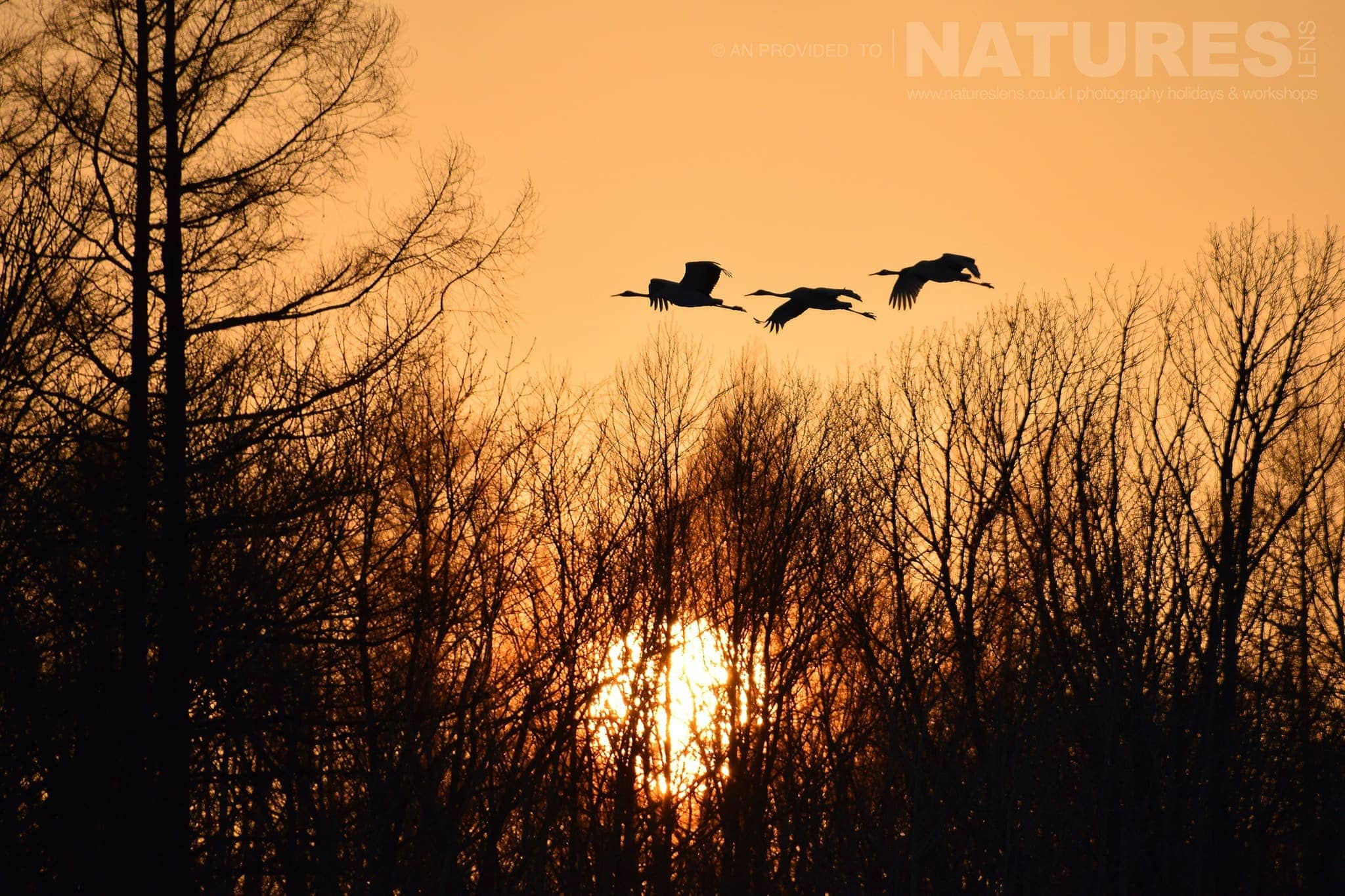 Silhouetted Red Crowned Cranes Of Hokkaido Returning To Their Roost Site Captured Natureslens During The Winter Wildlife Of Japan Photography Holiday