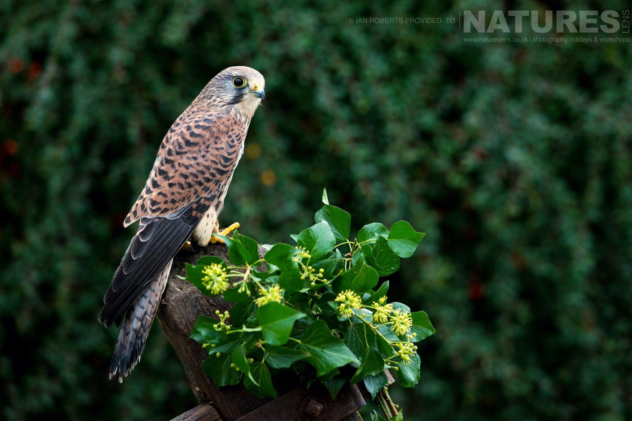 An image of one of the kestrels perched on a gate post captured by Ian Roberts on the NaturesLens Autumn Birds of Prey Photography Workshop