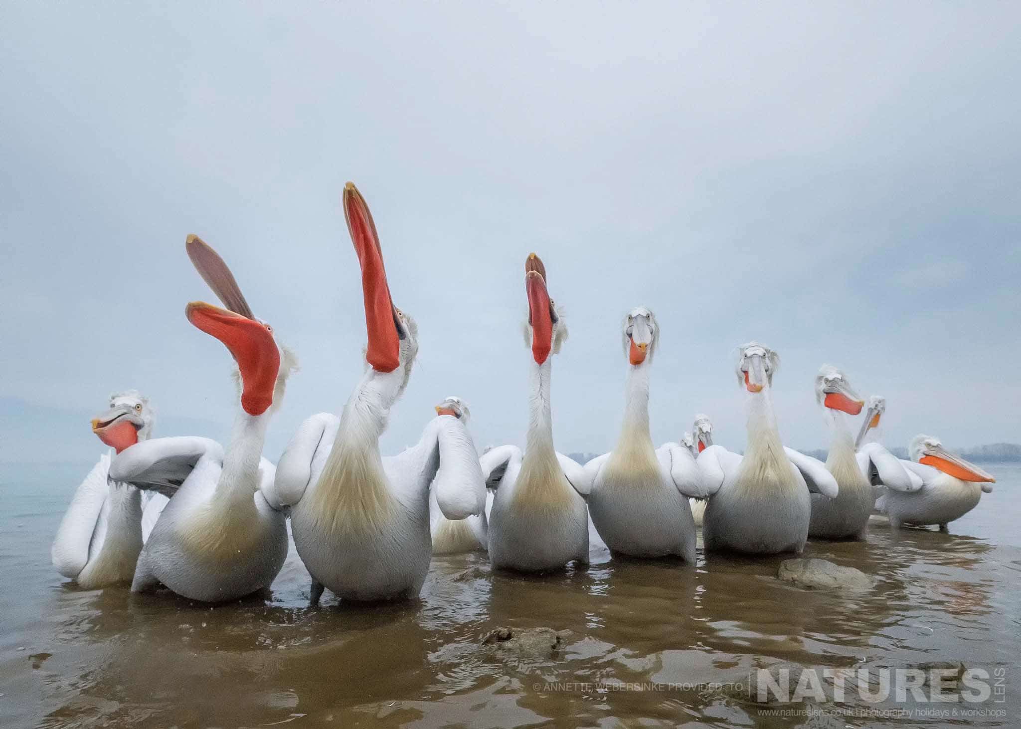 A wide angle image of a pod of pelicans at one of the shoreline feeds image captured during a NaturesLens Dalmatian Pelican Photography Holiday
