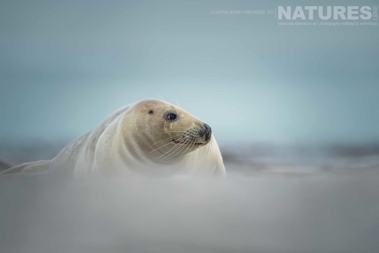 An adult seal lies in the sands of Dune island image captured during a NaturesLens Seals of Helgoland Photography Holiday
