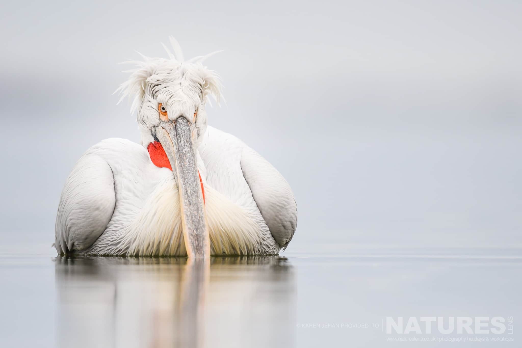 A Dalmatian Pelican drifts gently on the waters of Lake Kerkini photographed during a NaturesLens Dalmatian Pelican Photography Holiday