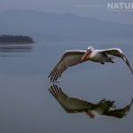 A Solitary Dalmatian Pelican Flies Over Lake Kerkini Photographed During One Of The Natureslens Dalmatian Pelican Photography Holidays