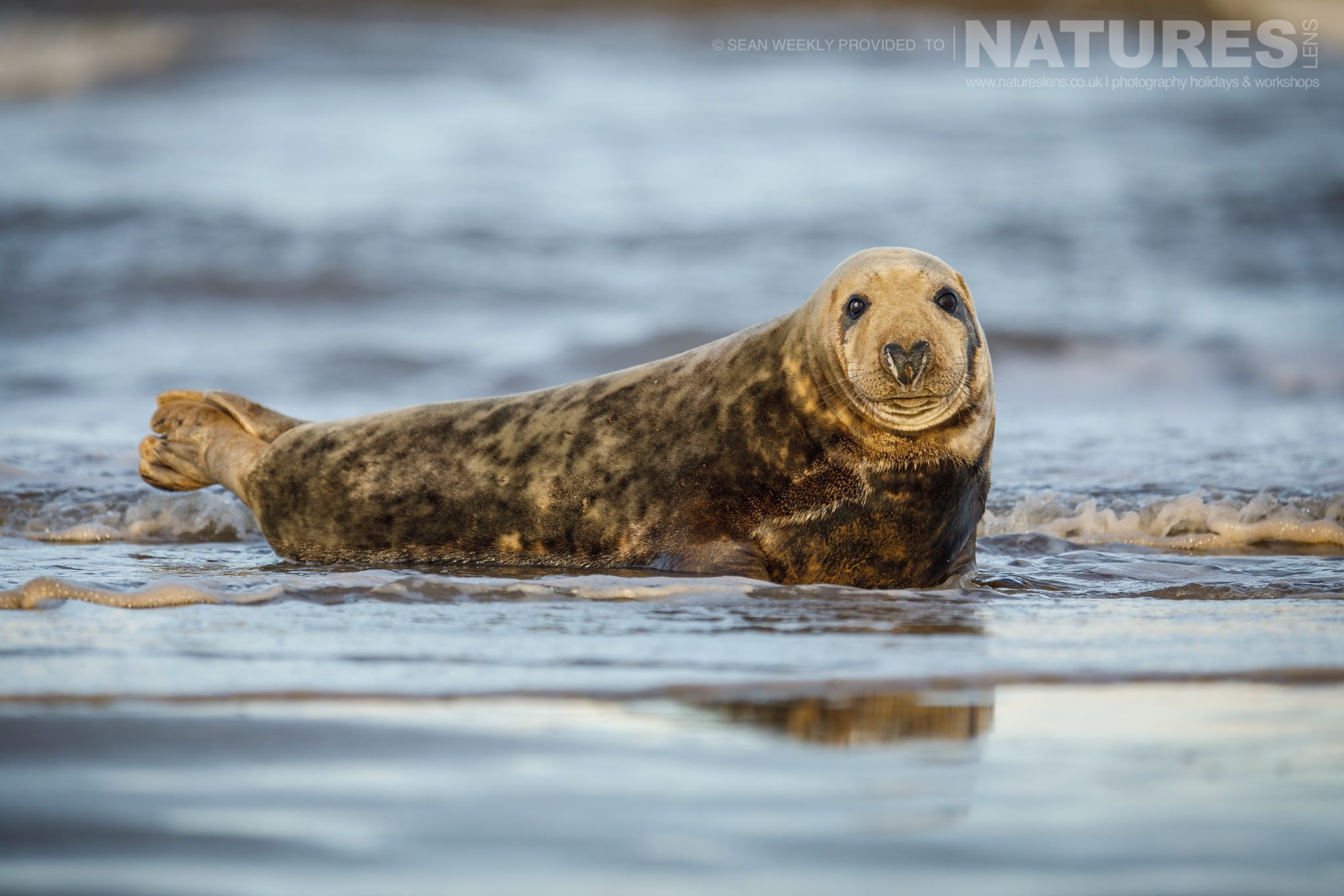 A young seal watches the photographer from the shoreline photographed on the NaturesLens Seals of Lincolnshire Photography Holiday