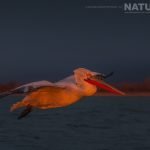 Illuminated By The Rising Sun One Of The Dalmatian Pelicans Flies Over The Waters Of Lake Kerkini Photographed During One Of The Natureslens Dalmatian Pelican Photography Holidays