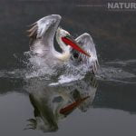 One Of Kerkinis Dalmatian Pelicans Making Quite A Splash In The Waters Of The Lake Photographed During One Of The Natureslens Dalmatian Pelican Photography Holidays