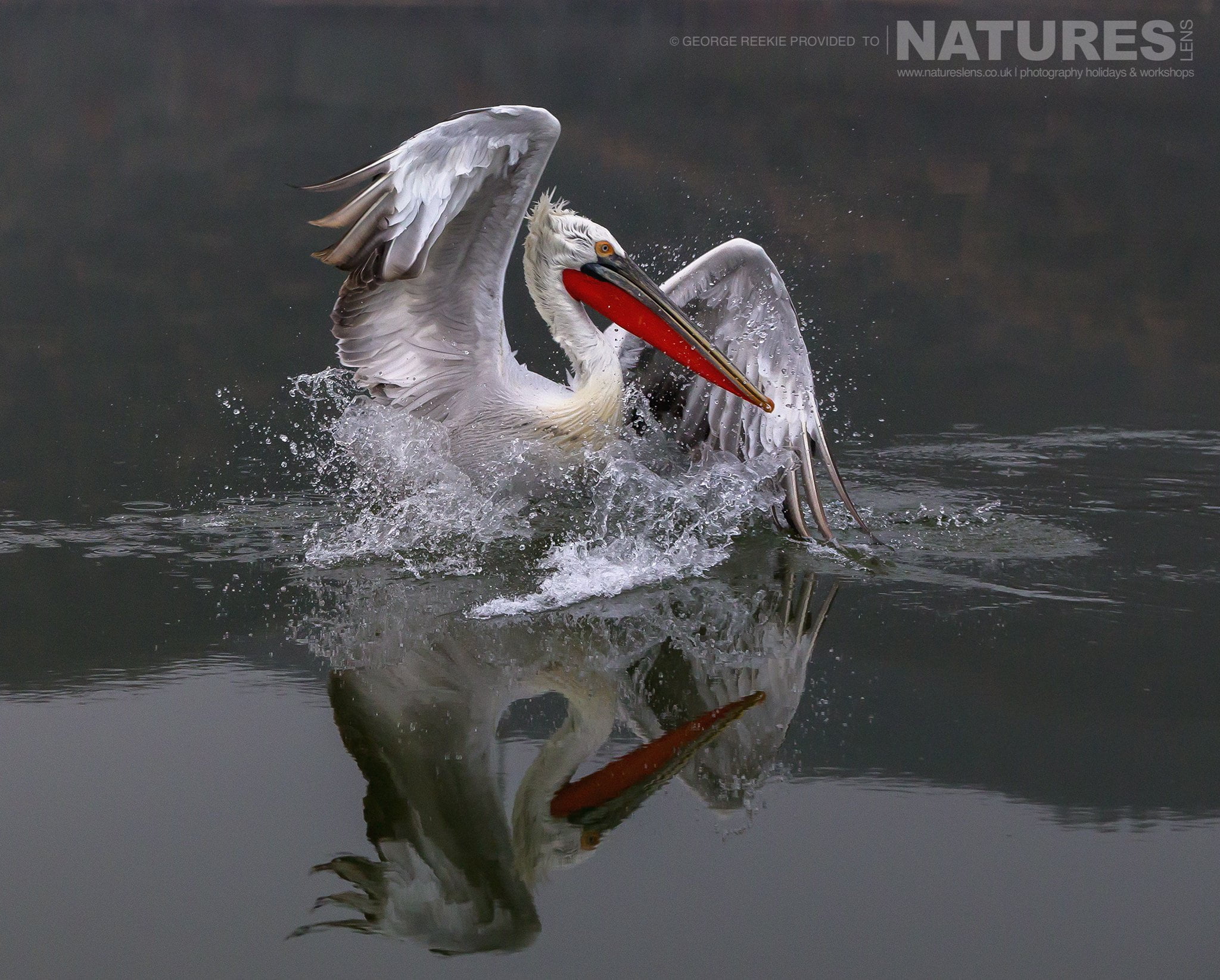 One of Kerkinis Dalmatian Pelicans making quite a splash in the waters of the lake photographed during one of the NaturesLens Dalmatian Pelican Photography Holidays