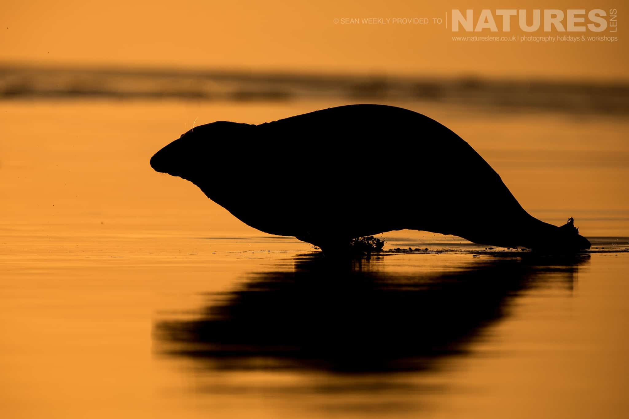 One of the seal moves at speed across the shallow waters at sunrise photographed on the Seals of Lincolnshire Photography Holiday run by NaturesLens