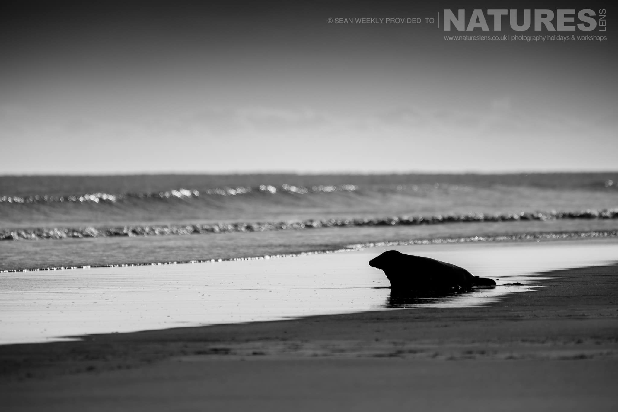 One of the seals heads towards the surf of a Lincolnshire beach photographed on the Seals of Lincolnshire Photography Holiday run by NaturesLens