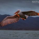Wings Illuminated By The Rising Sun One Of The Dalmatian Pelicans Flies Over The Waters Of Lake Kerkini Photographed During One Of The Natureslens Dalmatian Pelican Photography Holidays