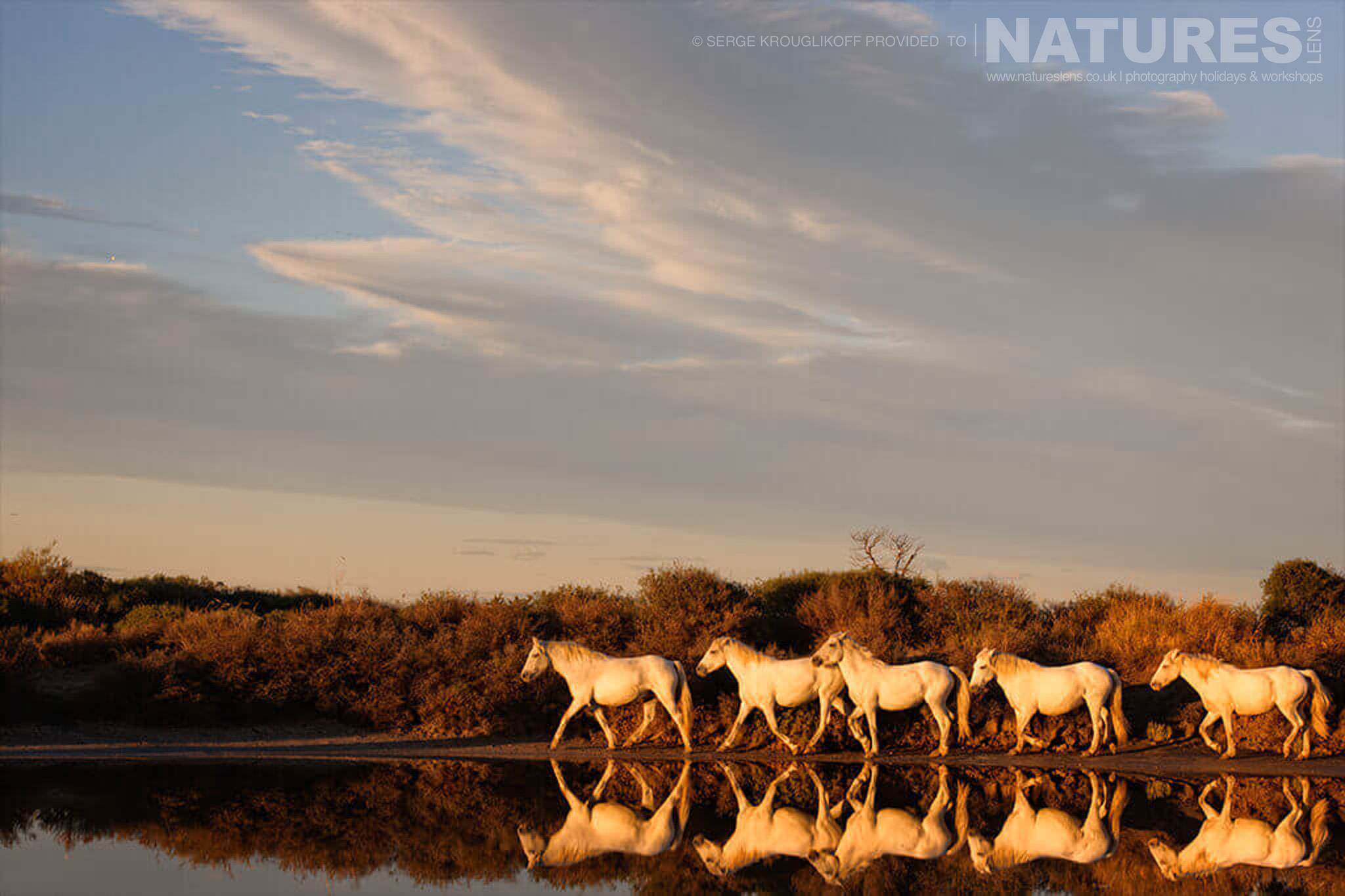 A Perfect Reflection Of White Horses Walking In Single File At Sunset Typical Of The Type Of Image That May Be Captured During The Natureslens Wild White Horses Of The Camargue Photography Holiday