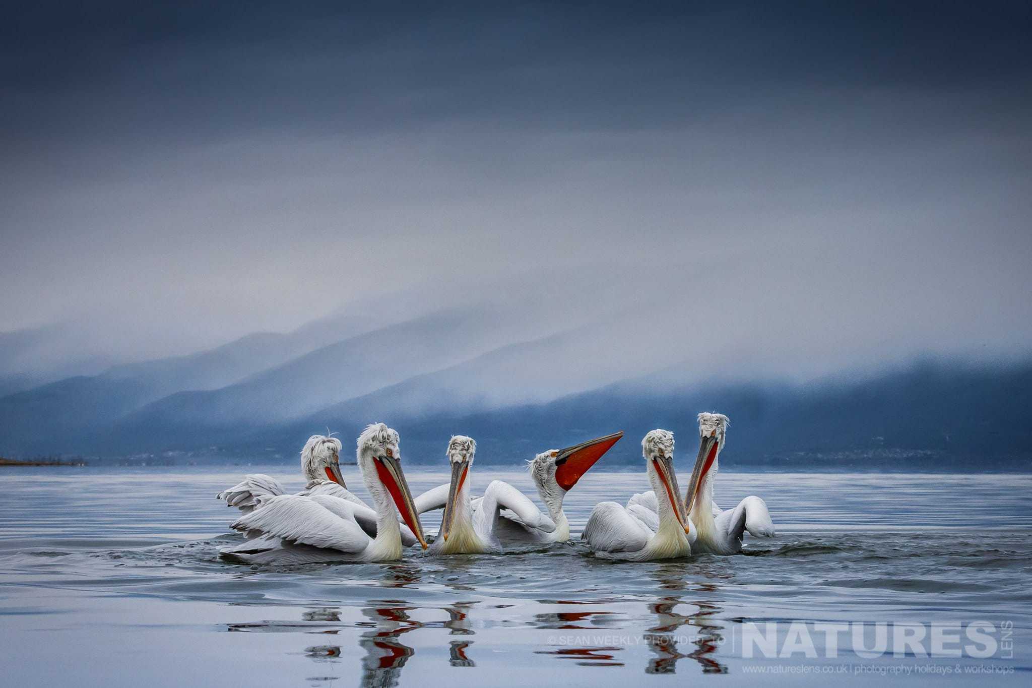 a squadron of the kerkini dalmatian pelicans photographed during one of the natureslens kerkini pelican photography holidays