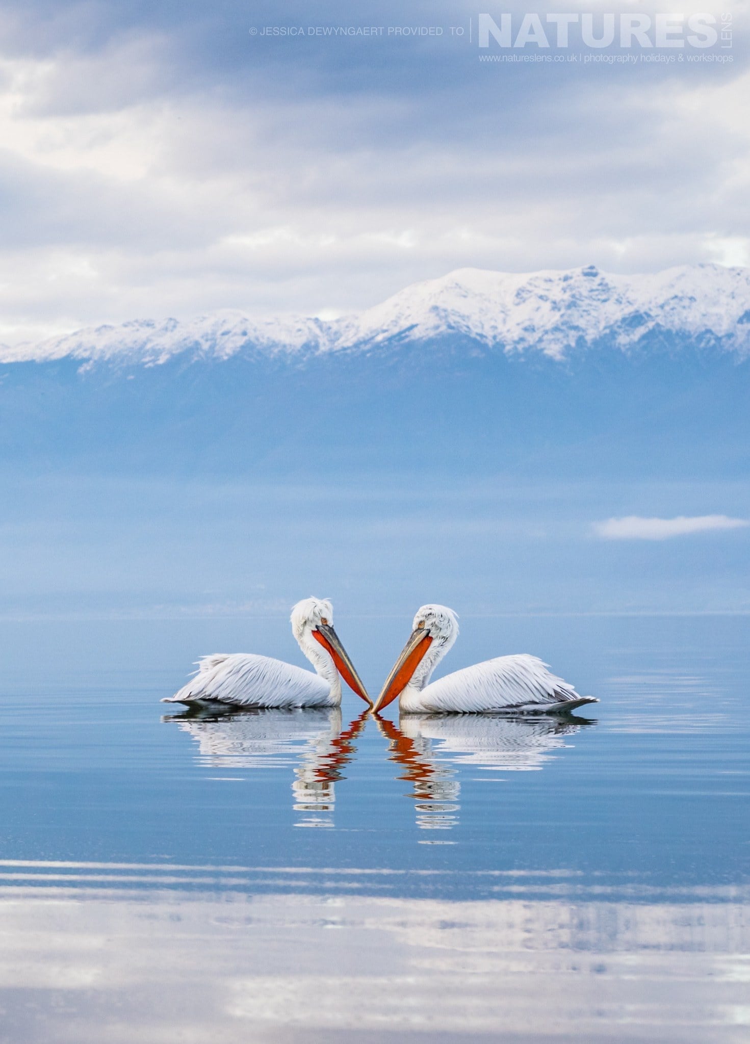 a pair of dalmatian pelicans with their beaks just touching the water an image captured during a natureslens dalmatian pelicans of greece photography holiday