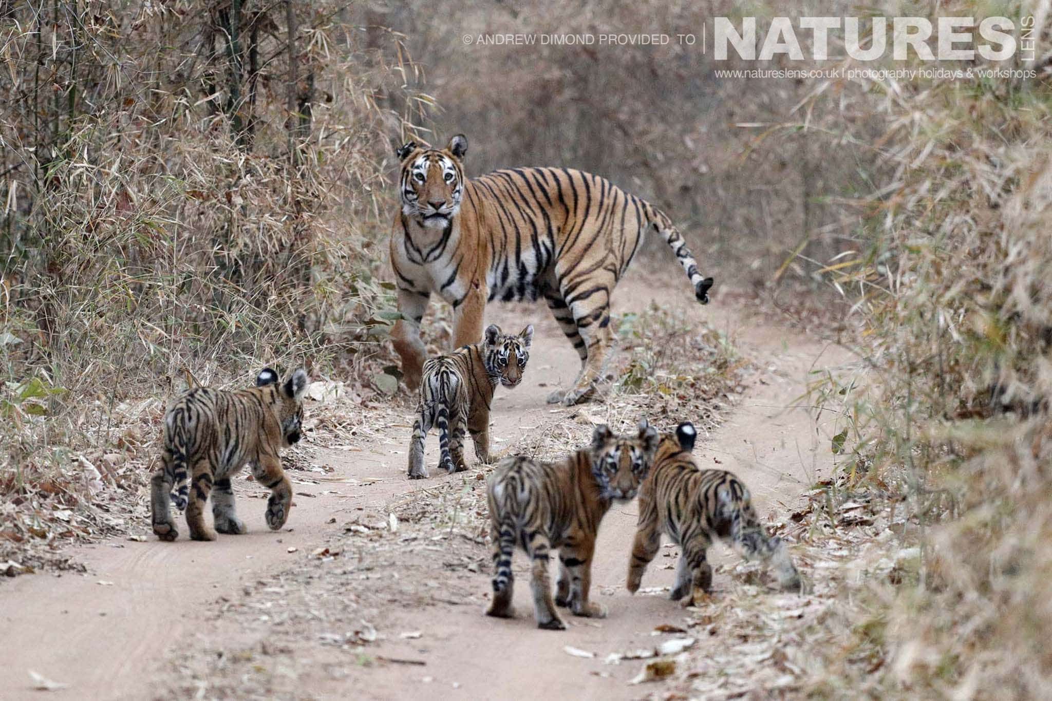 one of the new mother tigers of tadoba leads her quartet of cubs down one of the jungle racks image captured during a natureslens photography holiday to photograph the benhal tigers of tadoba