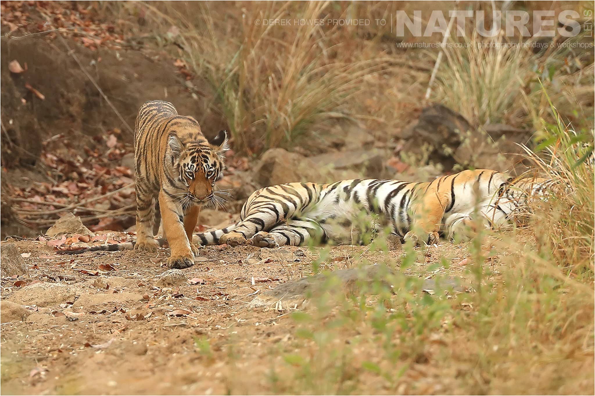 tiger cub looking fierce as his mother rests an image captured during a natureslens bengal tigers of tadoba photography holiday