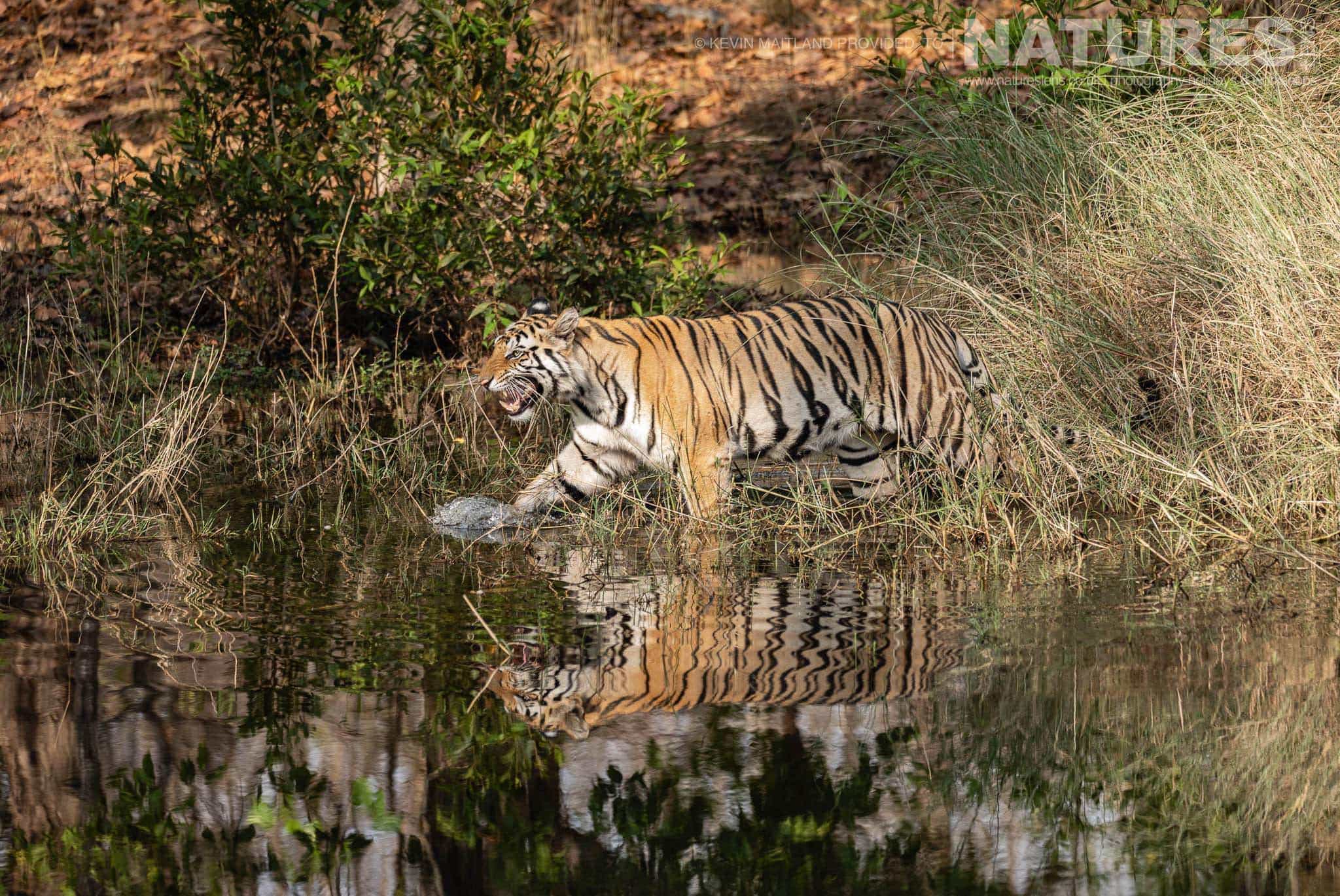the money shot one of the young tigers of tala zone strides through one of the watering holes image captured during the natureslens tigers of bandhavgarh photography holiday in april 2018