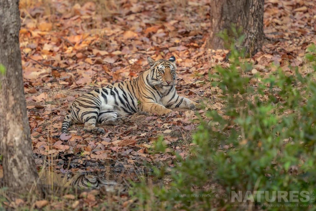 Photograph the Tigers of Bandhavgarh (3 Guests per jeep)
