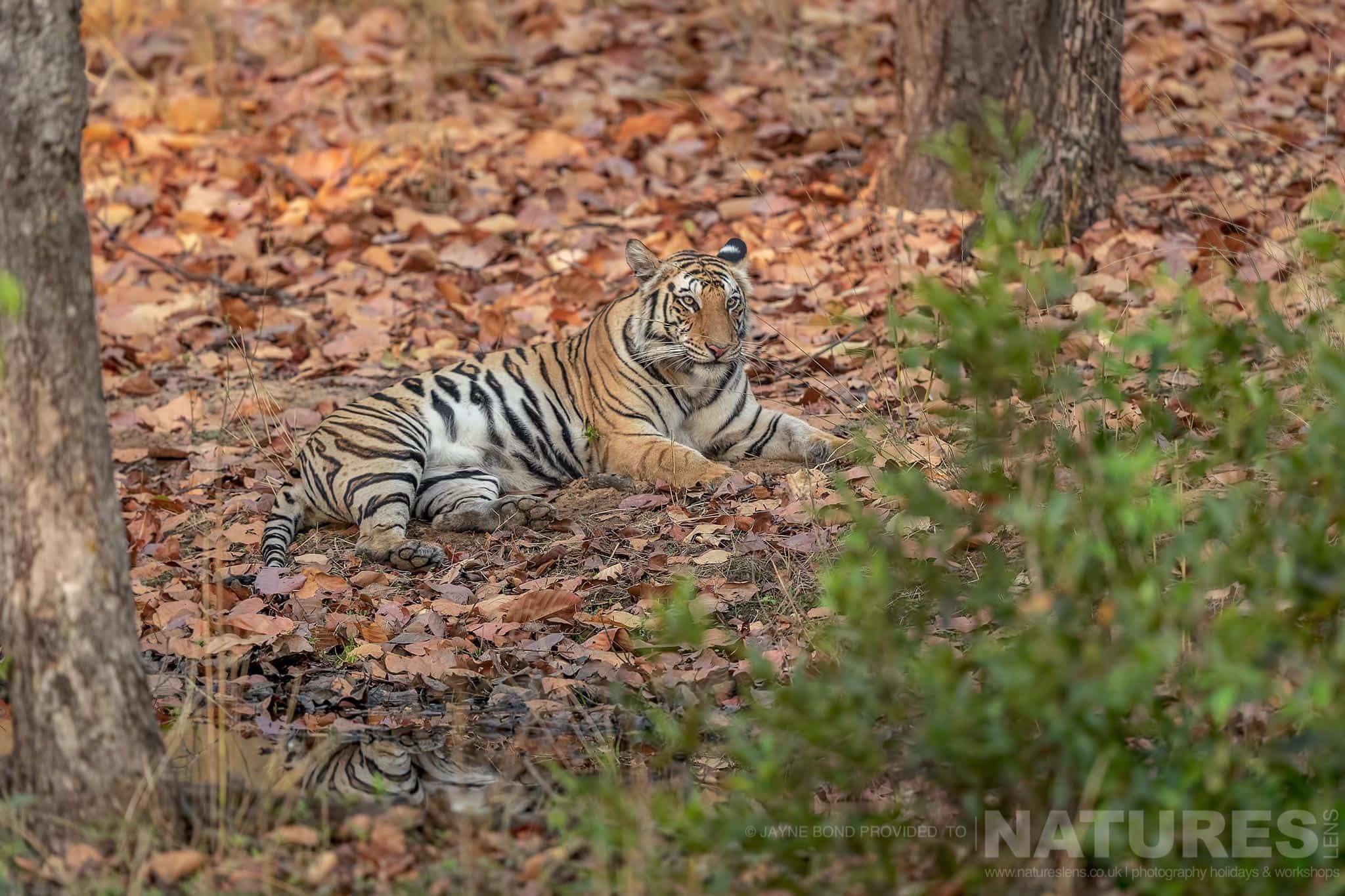 One of Bandhavgarhs tigers relaxes in a leaf strewn area of shade photographed during the NaturesLens India’s Bengal Tigers of Bandhavgarh Photography Holiday