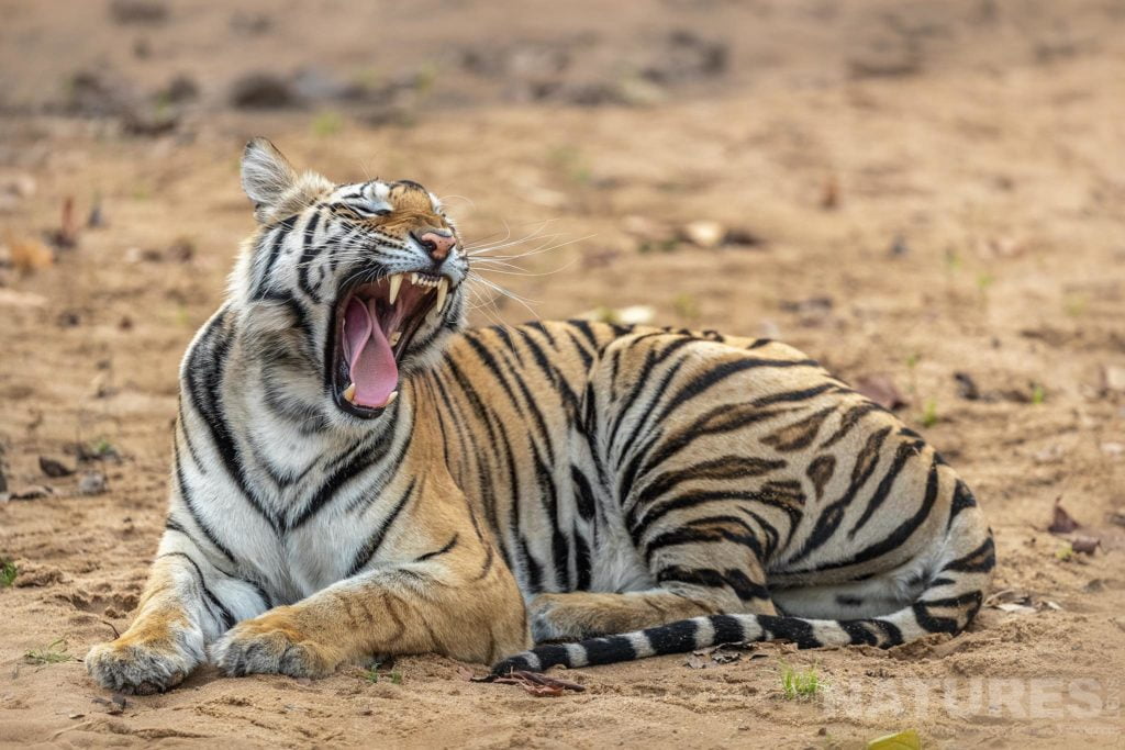 Photograph the Tigers of Bandhavgarh
