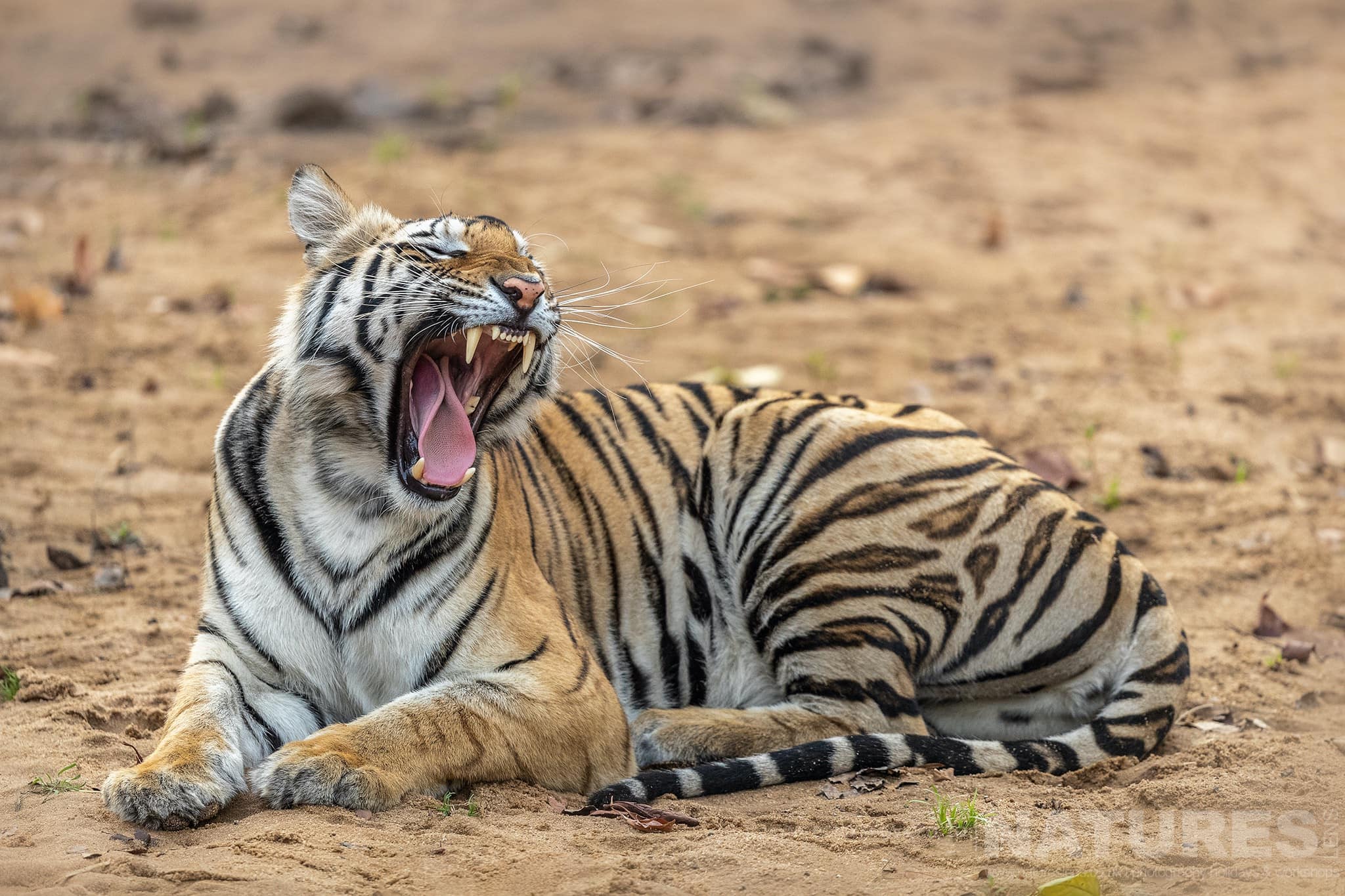 One Of Bandhavgarhs Tigers Yawns And Shows Off Some Impressive Canines Photographed During The Natureslens India'S Bengal Tigers Of Bandhavgarh Photography Holiday