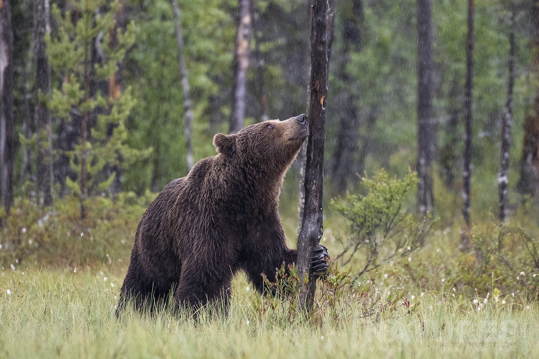 One of the wild brown bears in the rain photographed during the NaturesLens Wild Brown Bears of Finland photography holiday