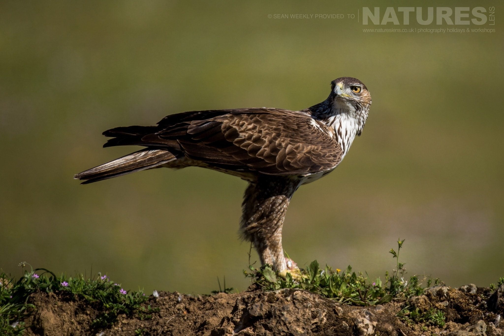 A Bonellis Eagle of the Sierra Morena region of Spain image captured during the NaturesLens Golden Eagles Raptors of Spain Photography Holiday