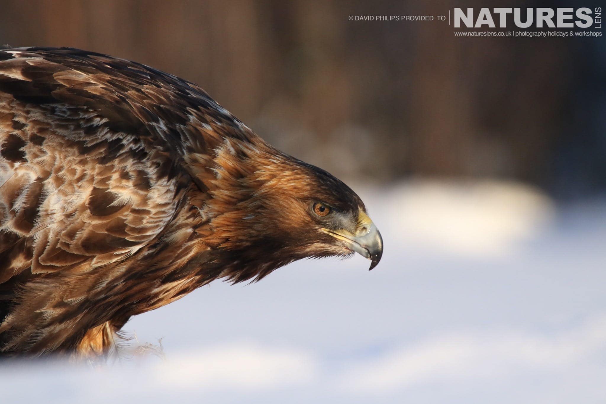 A Close Up Of One Of The Golden Eagles Feeding In The Snow Image Captured During The Natureslens Golden Eagles Of The Swedish Winter Photography Holiday