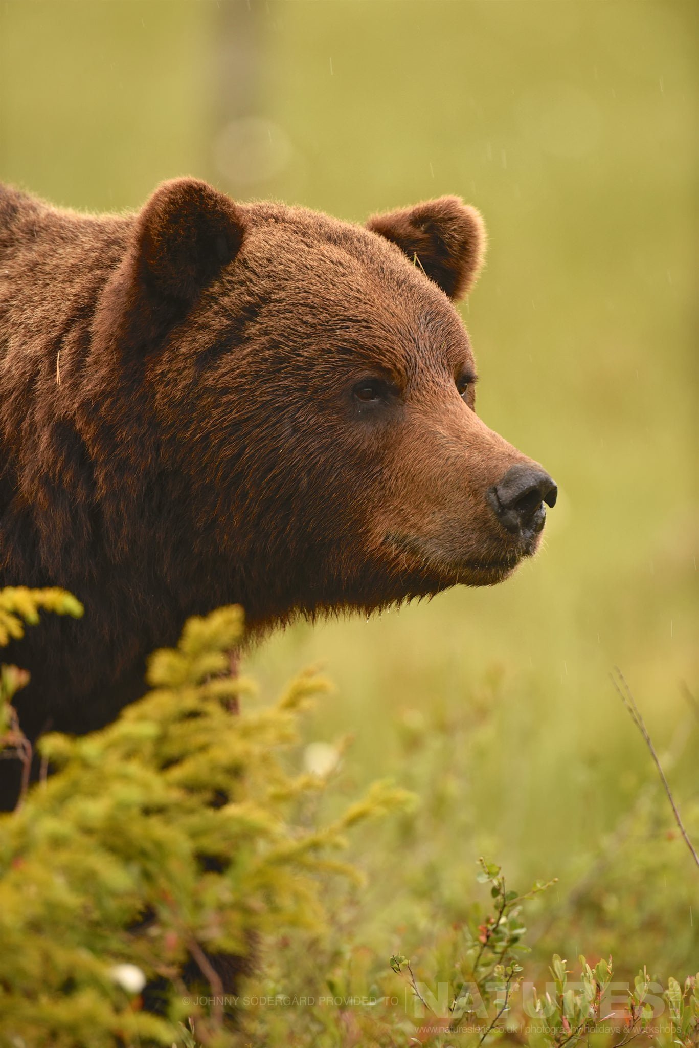 A Close Up Of One Of The Large Bears Photographed By Johnny Södergård During The Natureslens Wild Brown Bears Of Finland Photography Holiday