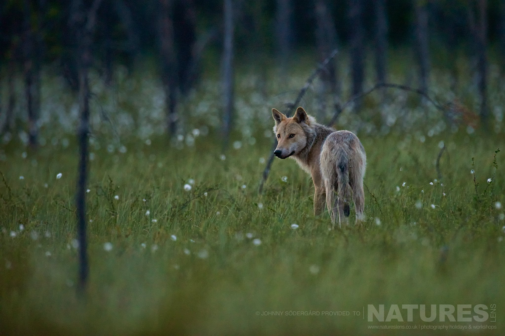 A Finnish Wolf A Rare Visitor To The Hides Photographed By Johnny Södergård During The Natureslens Wild Brown Bears Of Finland Photography Holiday