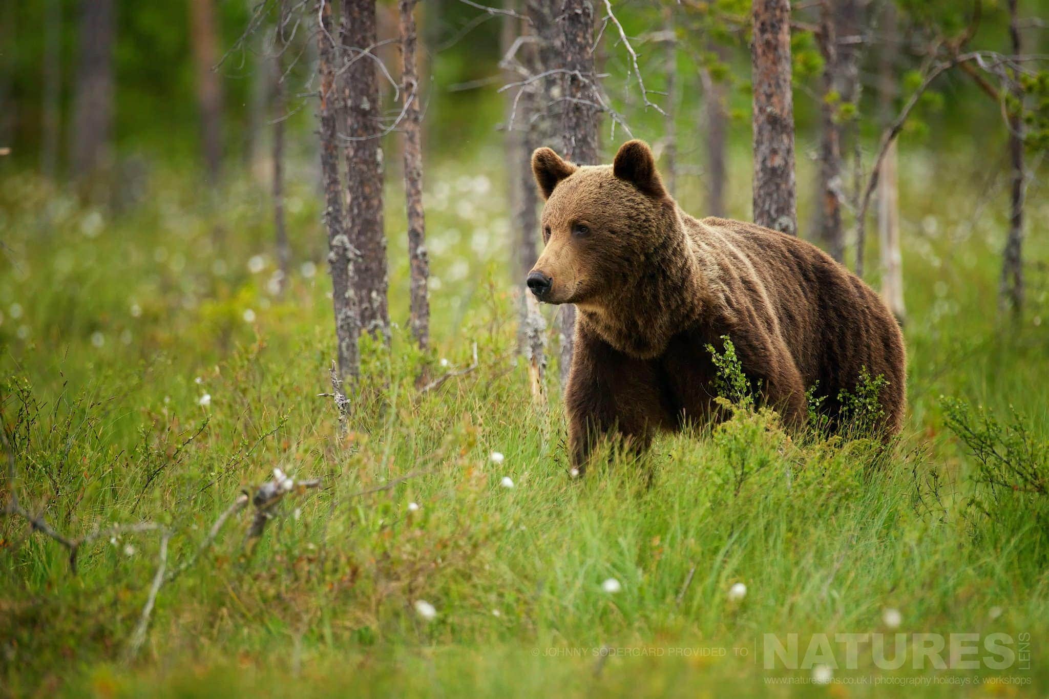A Large Wild Brown Bear Emerges From The Russian Forests Photographed By Johnny Södergård During The Natureslens Wild Brown Bears Of Finland Photography Holiday