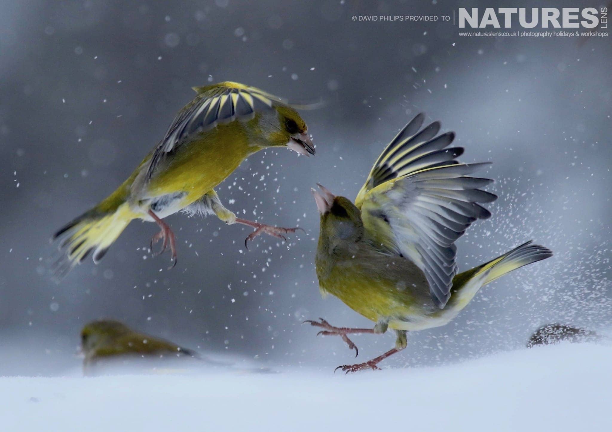 A Pair Of Siskins Squabble In The Snow Image Captured During The Natureslens Golden Eagles Of The Swedish Winter Photography Holiday