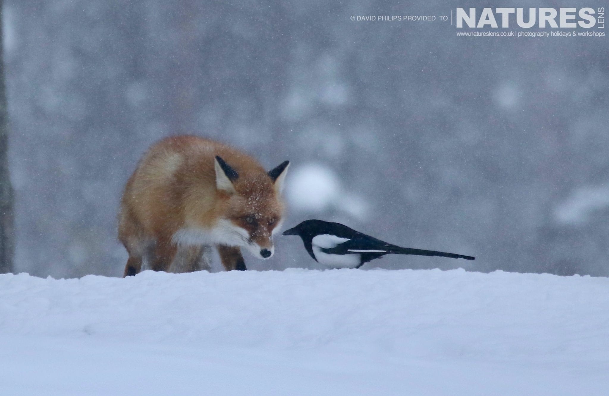 A Red Fox Encounters A Magpie Image Captured During The Natureslens Golden Eagles Of The Swedish Winter Photography Holiday