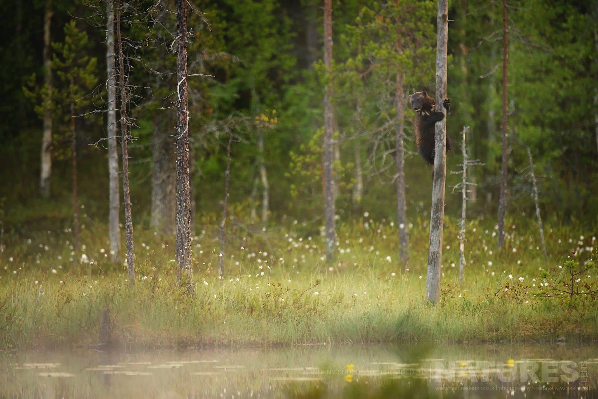 A Resident Wolverine Climbing A Tree Photographed By Johnny Södergård During The Natureslens Wild Brown Bears Of Finland Photography Holiday
