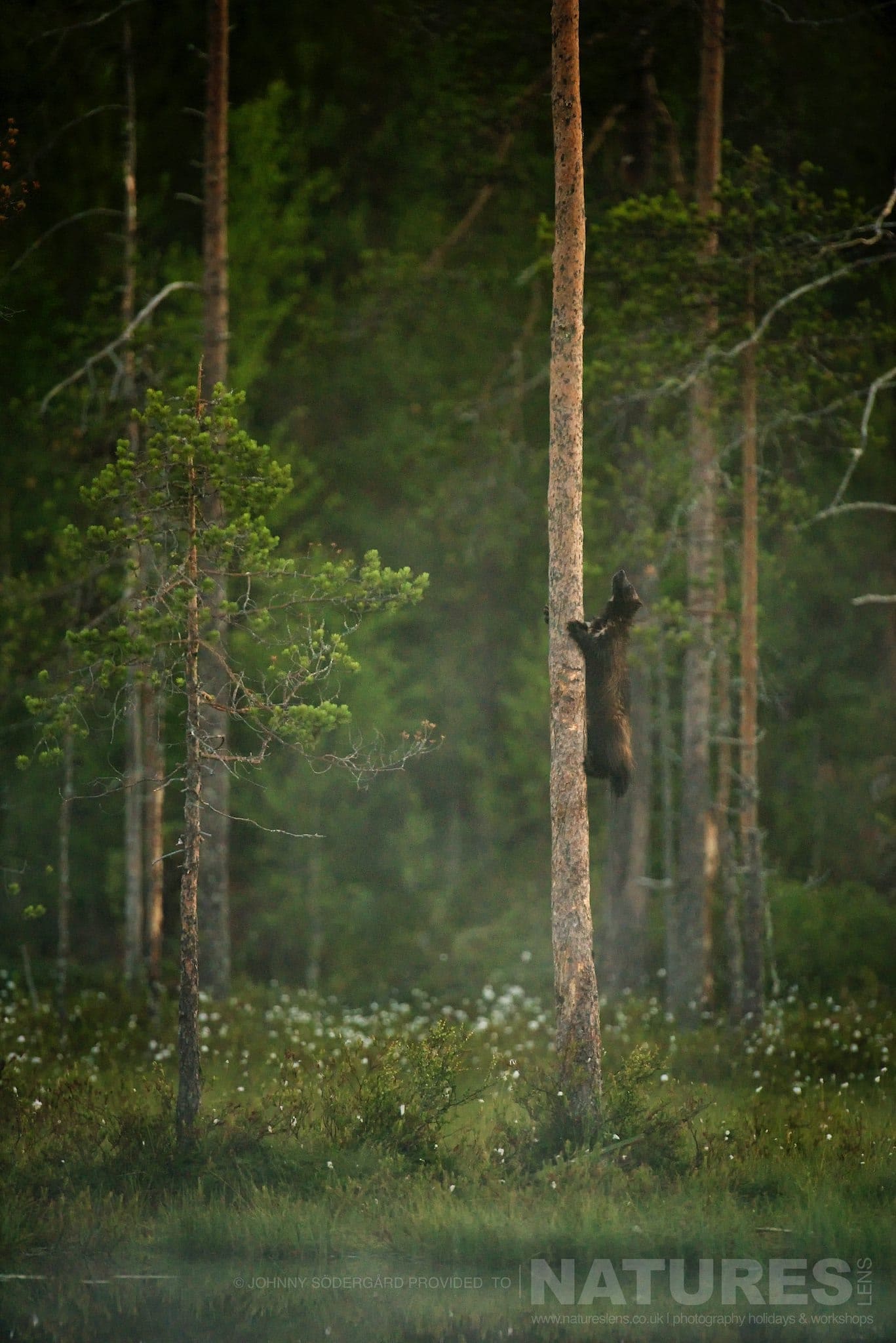 An Extremely Dextrous Wolverine Climbing A Tree Photographed By Johnny Södergård During The Natureslens Wild Brown Bears Of Finland Photography Holiday