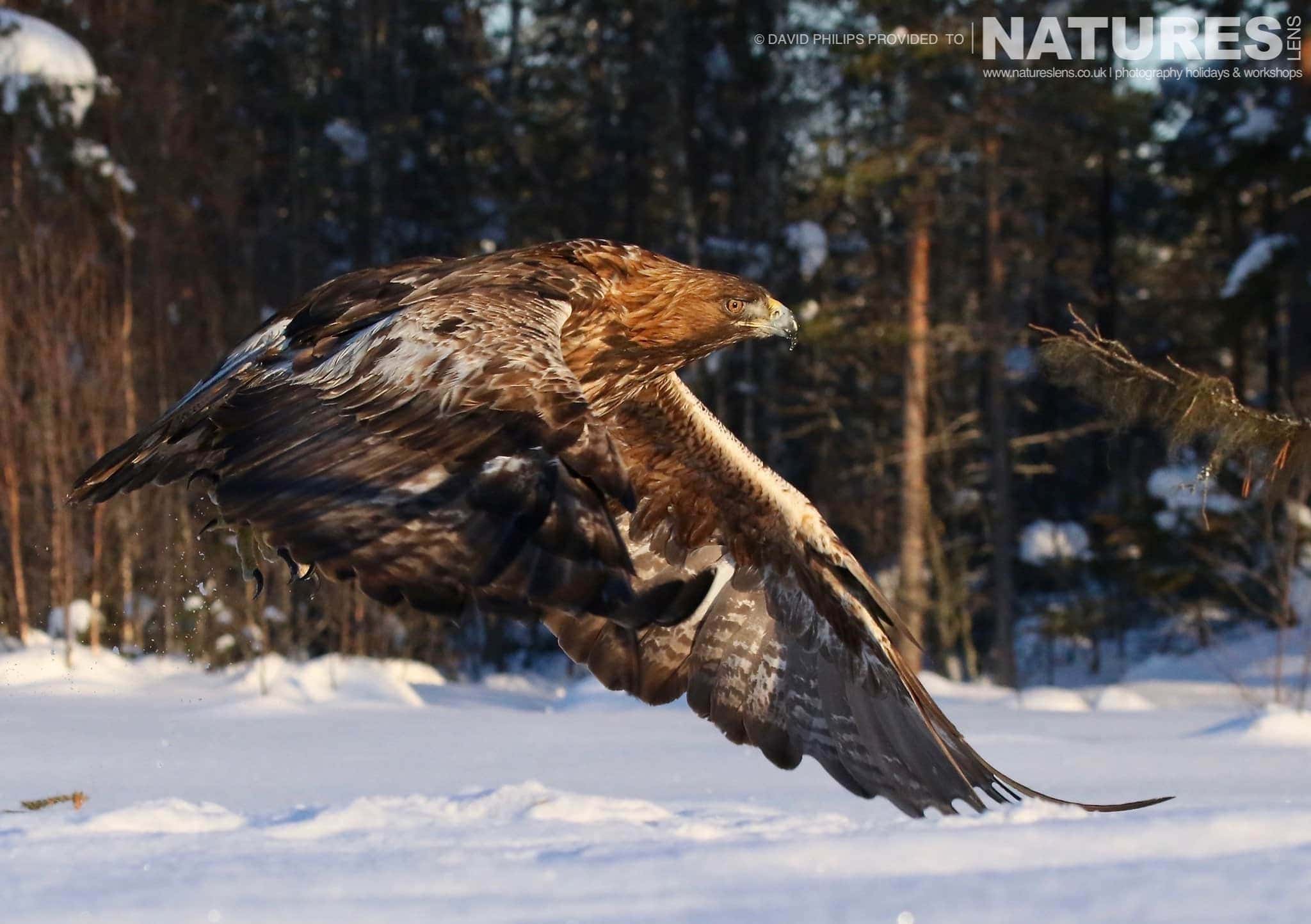 Flying In Beautiful Light One Of The Golden Eagles Takes To The Air Image Captured During The Natureslens Golden Eagles Of The Swedish Winter Photography Holiday