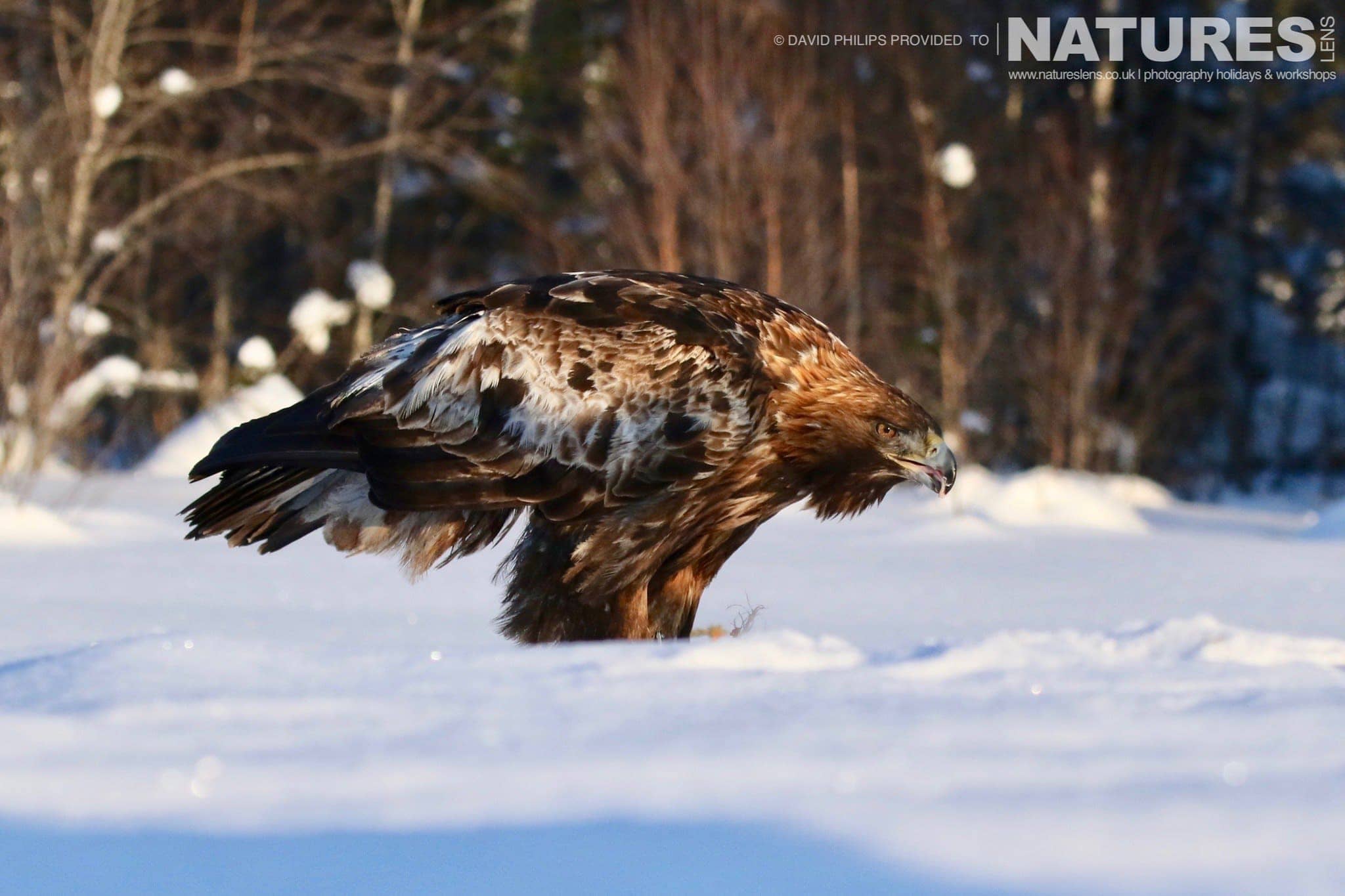 Illuminated By Beautiful Light One Of The Golden Eagles In The Snow Image Captured During The Natureslens Golden Eagles Of The Swedish Winter Photography Holiday