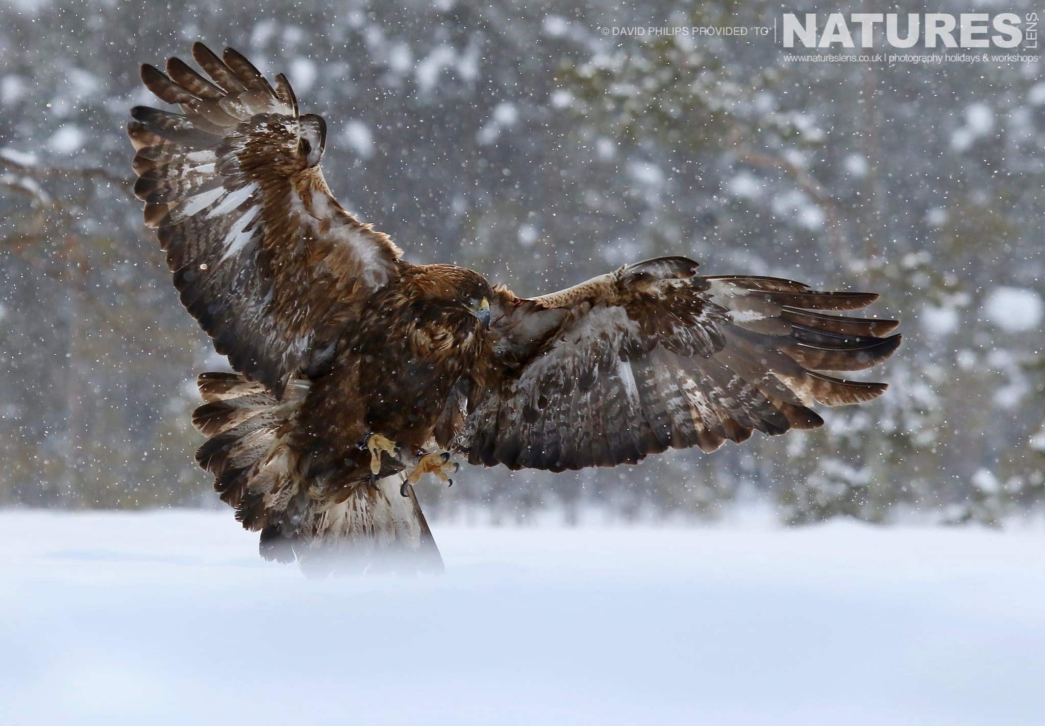 One Of The Golden Eagles Lands On The Snow Image Captured During The Natureslens Golden Eagles Of The Swedish Winter Photography Holiday